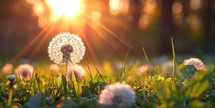 Dandelion flower on the grass in the rays of the setting sun