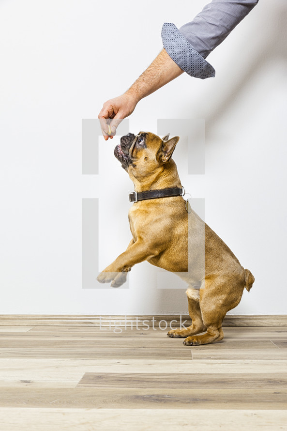 a man giving a French Bulldog a treat 