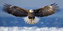  Majestic bald eagle soaring in winter sky 