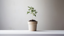 Young little plant in a pot on a white table against a white wall