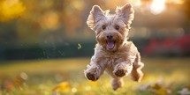 Yorkshire Terrier running in the autumn park. Dog portrait.