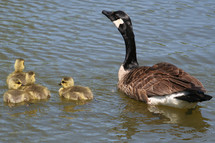 Canada Goose and babies goslings 