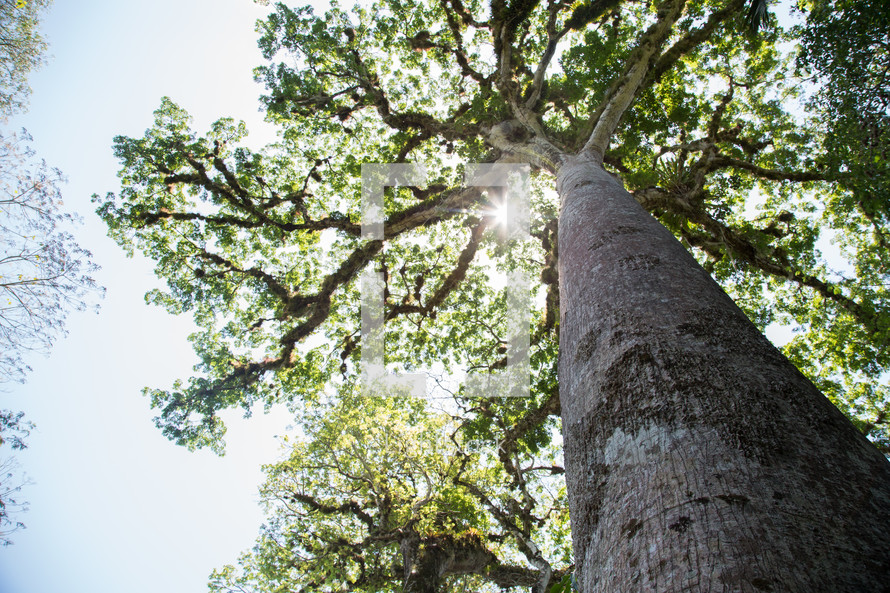 Looking up to the top of a summer tree — Photo — Lightstock