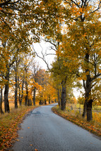 A curving autumn road.
