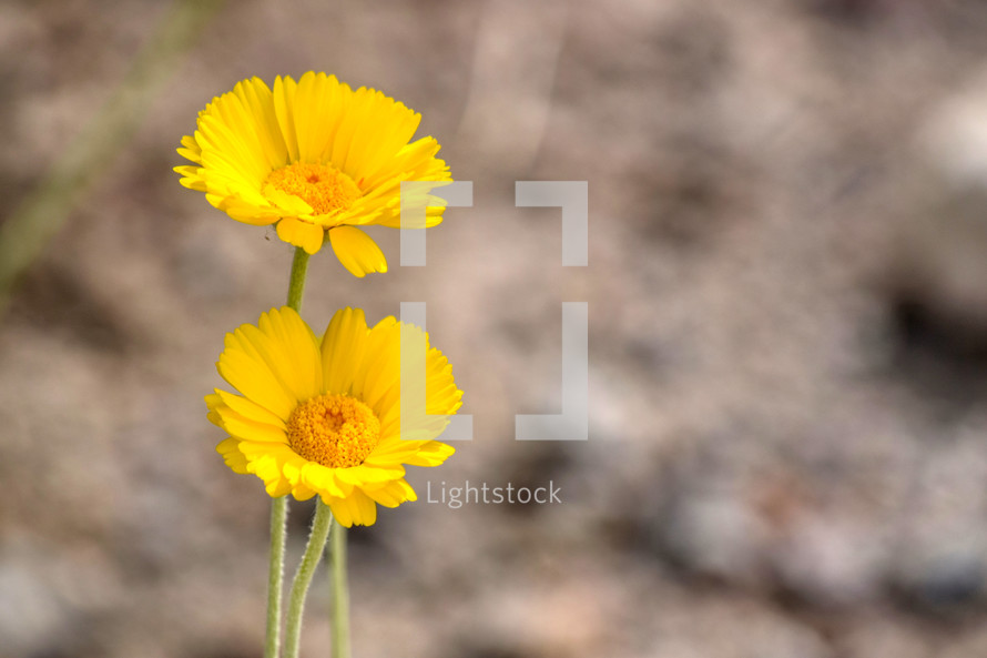 yellow desert flowers 