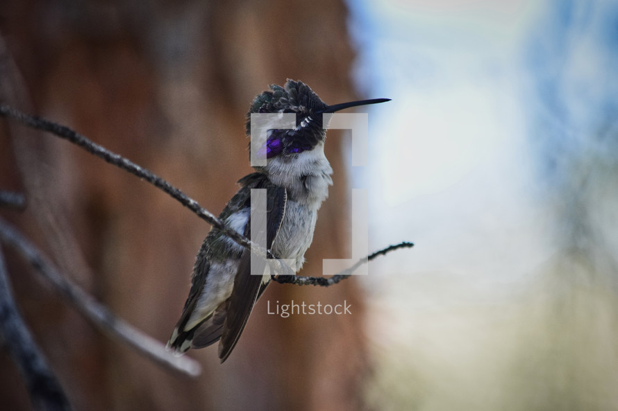 hummingbird resting on a branch 