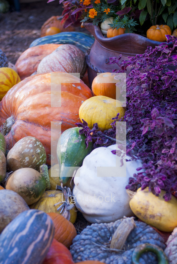 fall scene, fall, pumpkins, gourds, flowers, garden, autumn, marigolds 