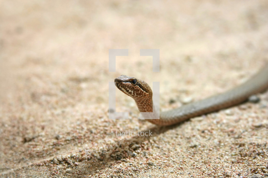 snake on sand 