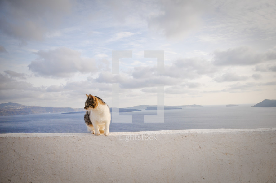 A cat perched on a wall overlooking the island of Santorini's caldera.
