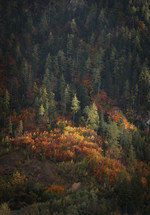 colorful trees in a pine forest 