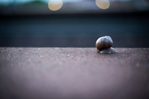 A snail moving very slowly across the cement.