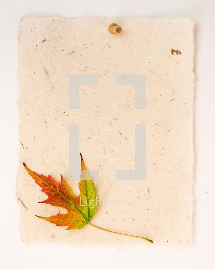fall leaf on a blank piece of paper 