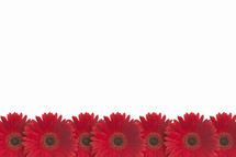 Row of red Gerber daisies.
