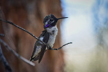 hummingbird resting on a branch 