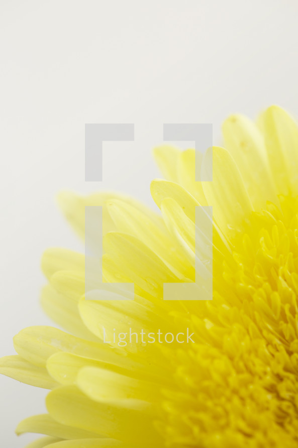 yellow flower edge 