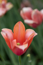 close up of tulip petals