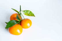 citrus fruit on a white background 