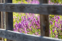lavender through a fence 
