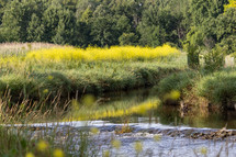 pond in summer 