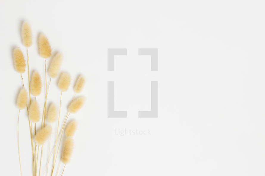 fuzzy grasses on a white background 