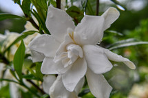 white gardenia flower 