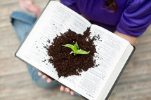 aloe plant growing from the pages of a Bible - God's word heals