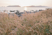 grasses along a shore at sunrise 