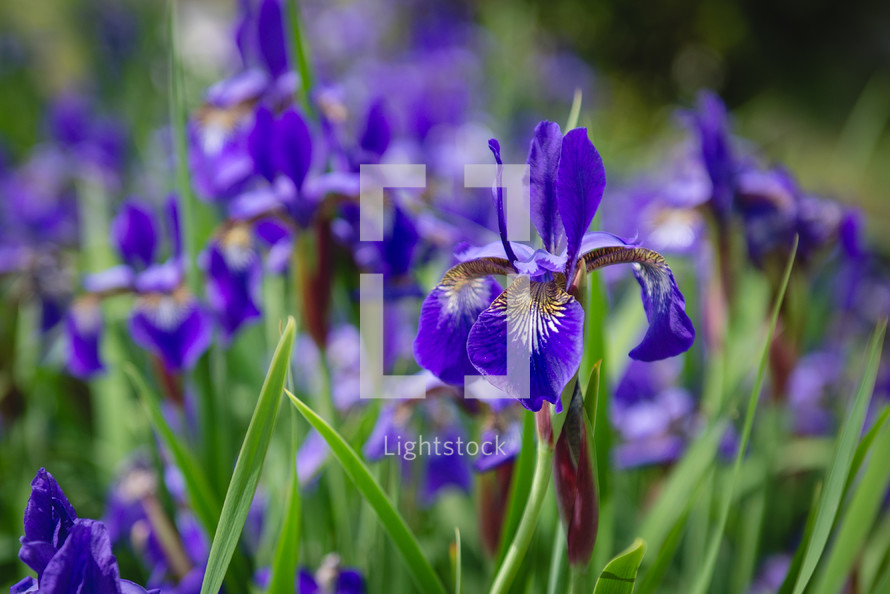 field of purple irises 