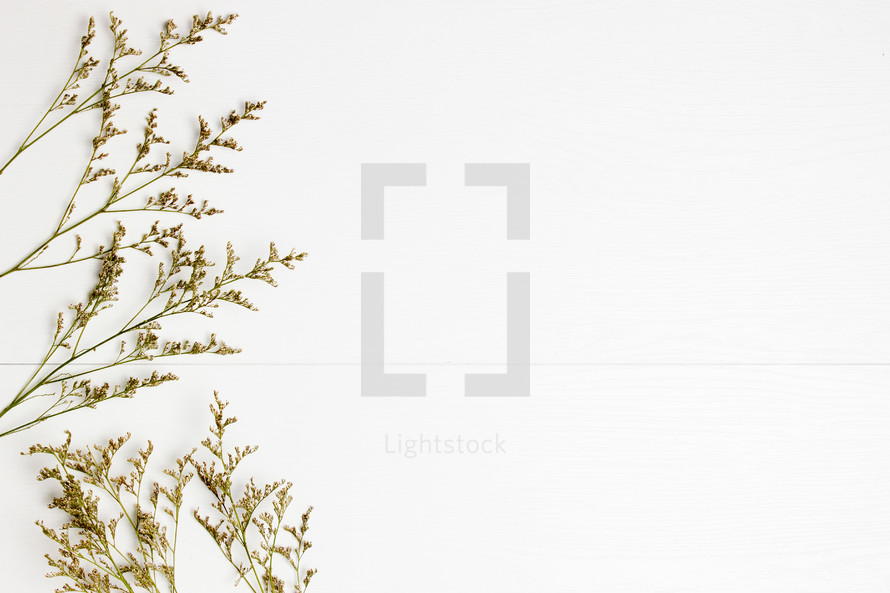 brown flowering grasses on a white background 