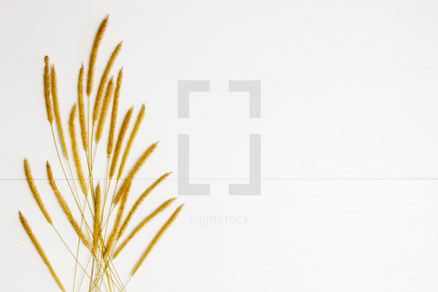 fuzzy grasses on white background 