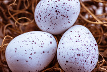bird eggs in a nest 