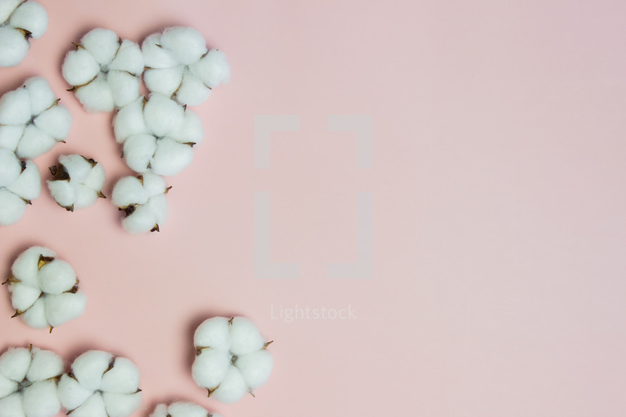 cotton on a pink background 