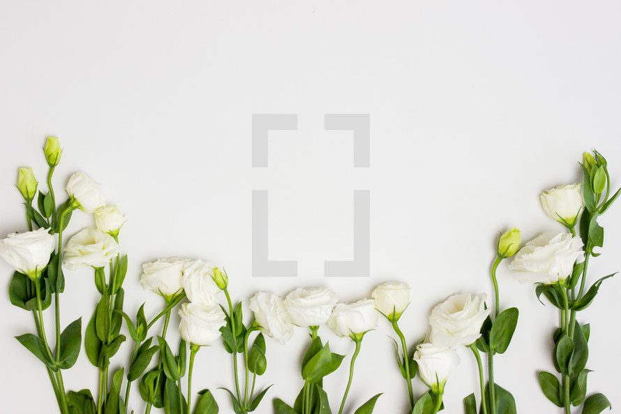 white roses on a white marble background 