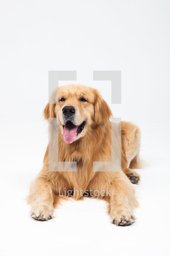 A big dog with his tongue hanging out on a white background.