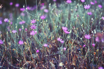  Purple flowers grow in the meadow