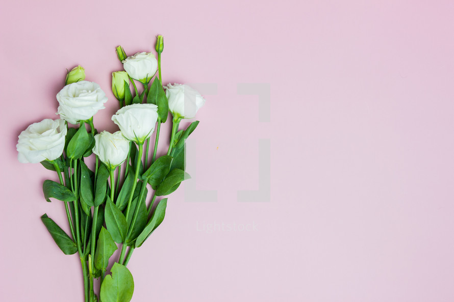 white roses on a pink background