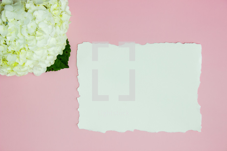 white hydrangeas on a pink background 