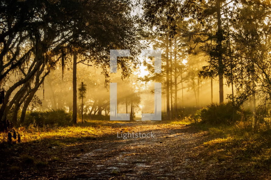 warm sunlight in a forest at sunrise 