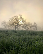 bare tree and morning dew on grass in spring 