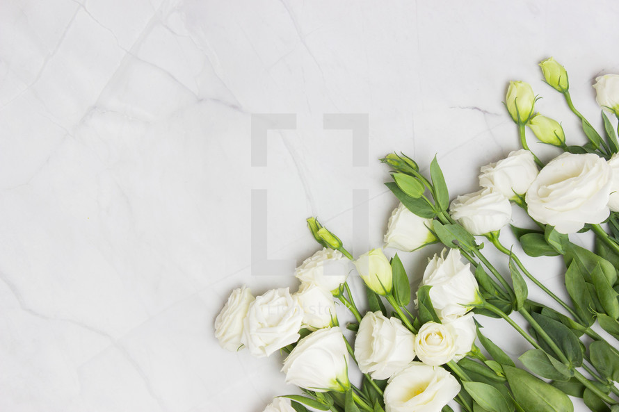 white roses on a white marble desk 