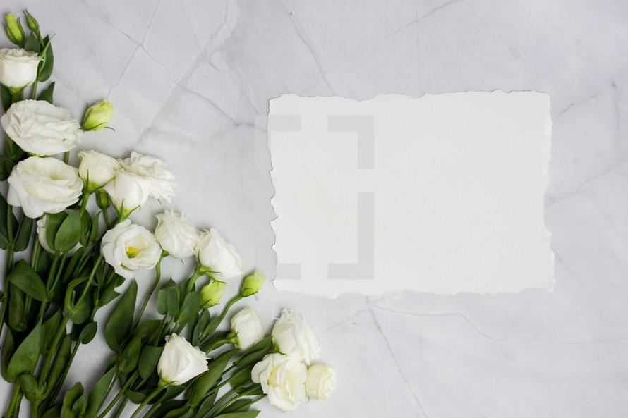 white roses and white blank paper 
