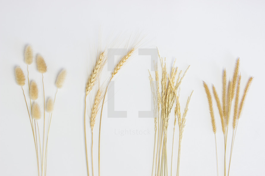 fuzzy grasses and wheat grains on white background 