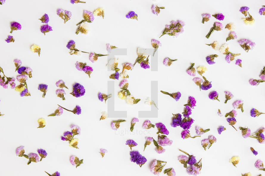 purple flower petals on a white background 