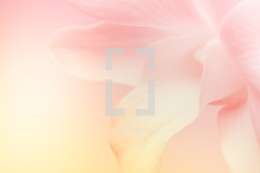 peach and pink abstract background 