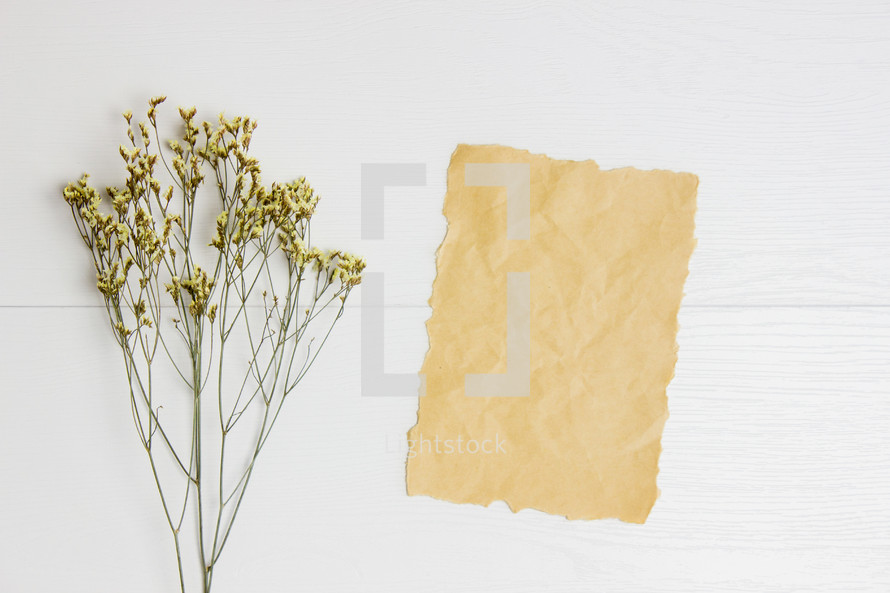 flowers and stationary on white background 