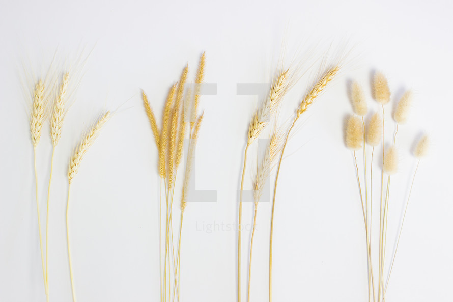 wheat grains on white background 