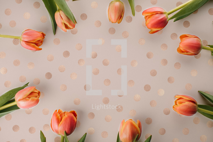 Tulips on a polka dotted, rose gold background