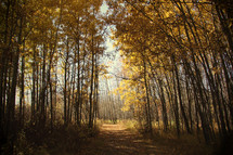 a path leading out of beautiful fall forest