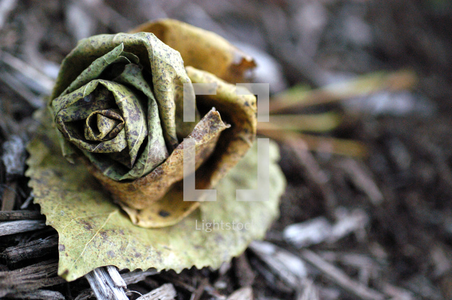 rose made from a leaf
