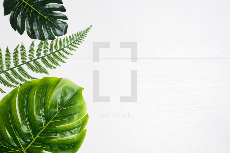 tropical leaves and ferns on a white background 